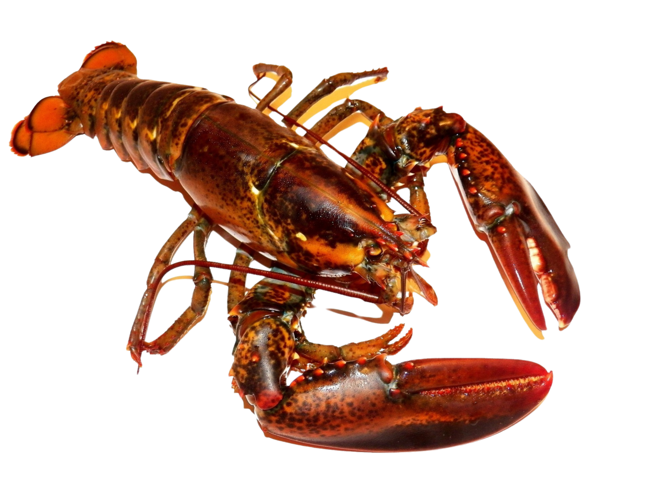 Winter Harbor Lobster Co op Fresh Lobster from the Coast of Maine