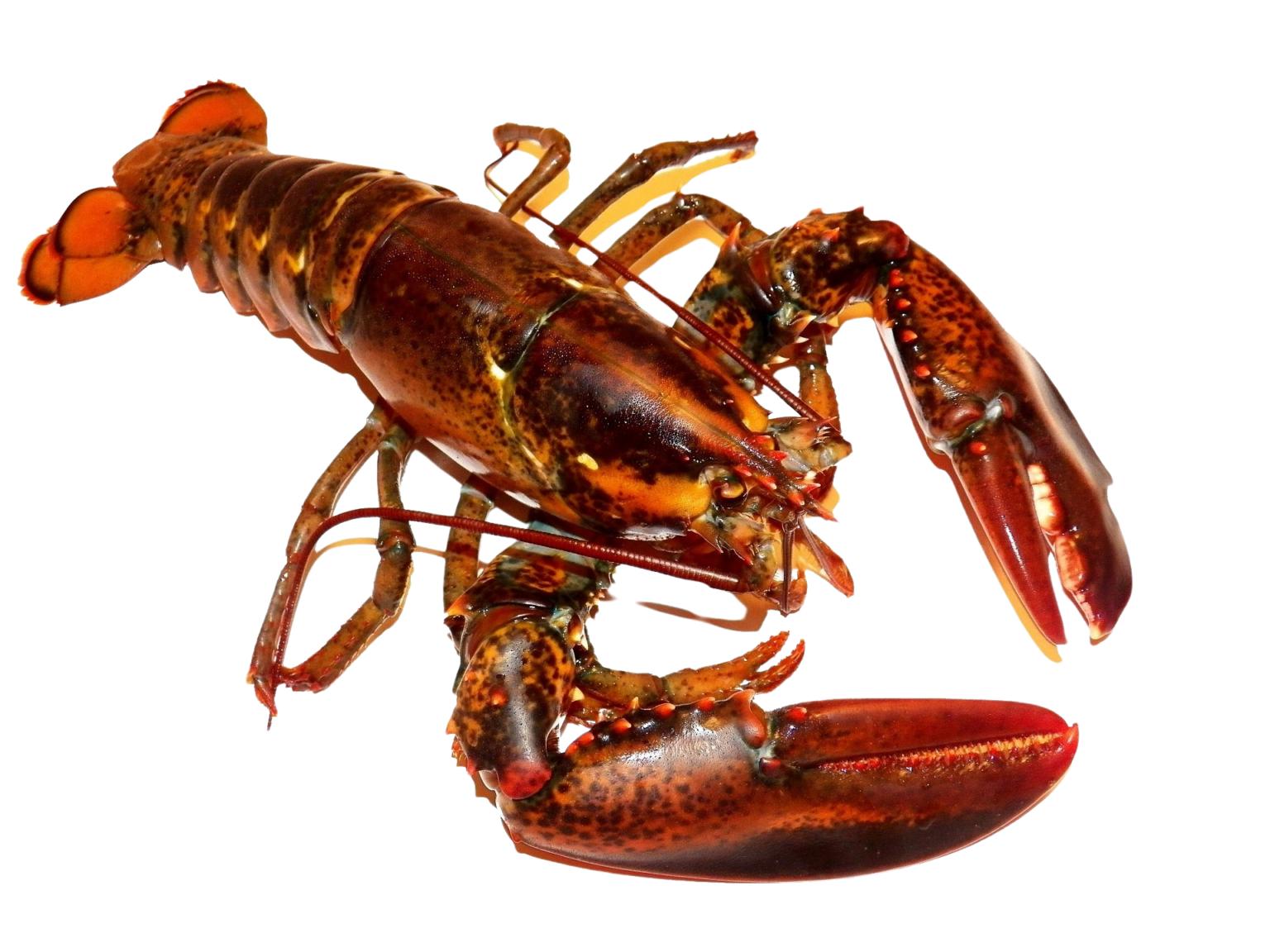 Winter Harbor Lobster Coop Fresh Lobster from the Coast of Maine