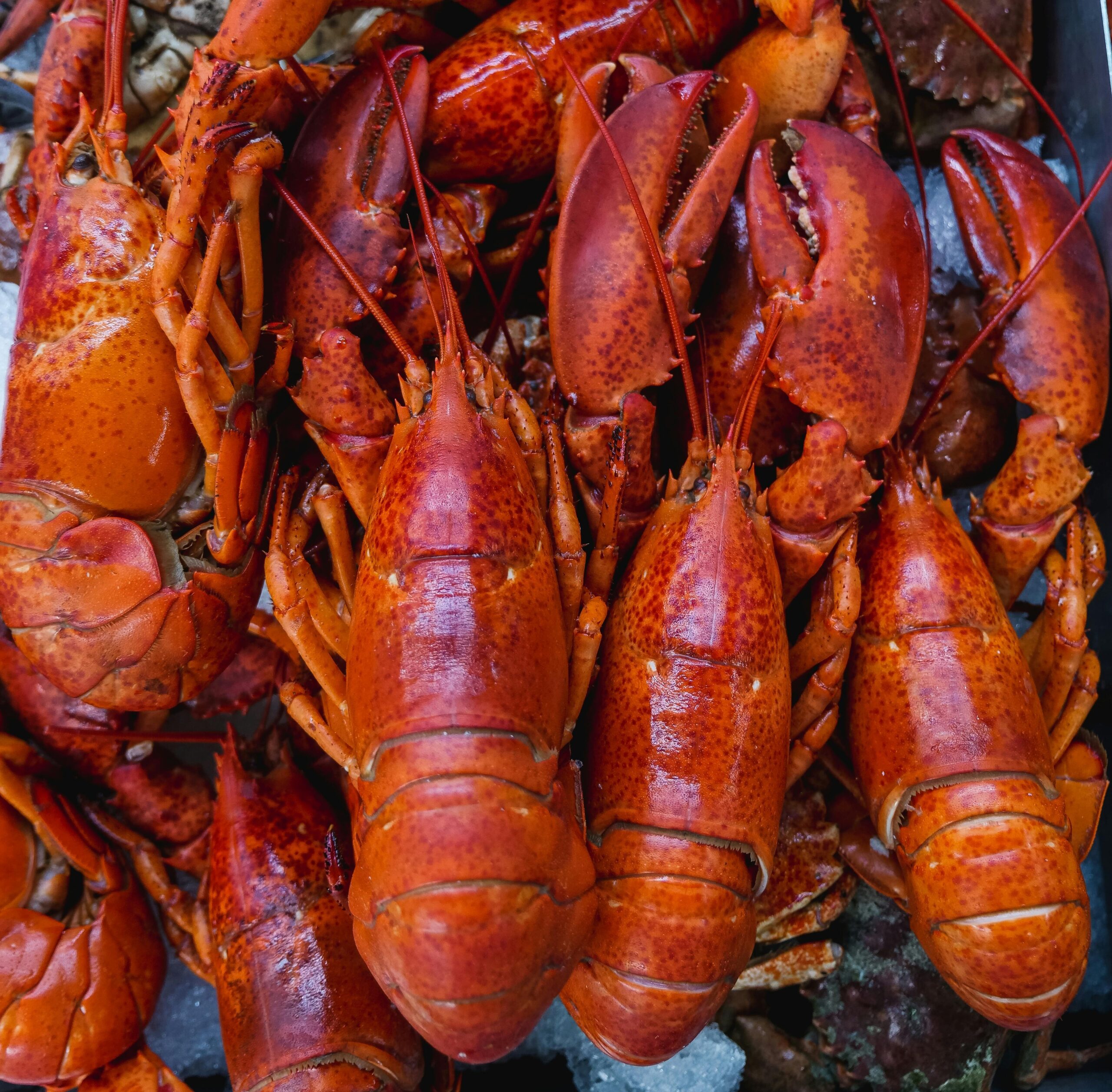 https://winterharborlobstercoop.com/wp-content/uploads/2024/03/pexels-kindel-media-8352391-1-scaled.jpg